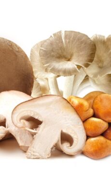 Funghi