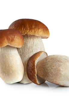 Funghi Porcini