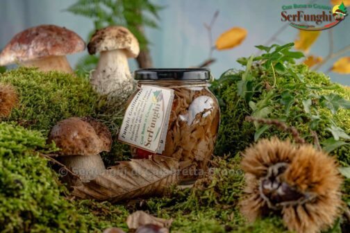 Funghi galletti -finferli-
