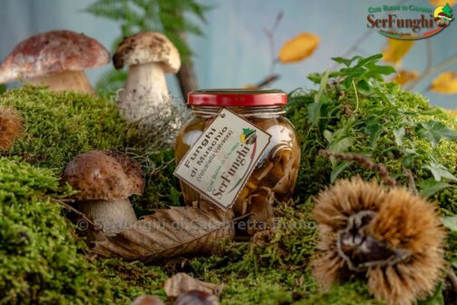 Funghi del muschio